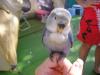 mi agapornis
